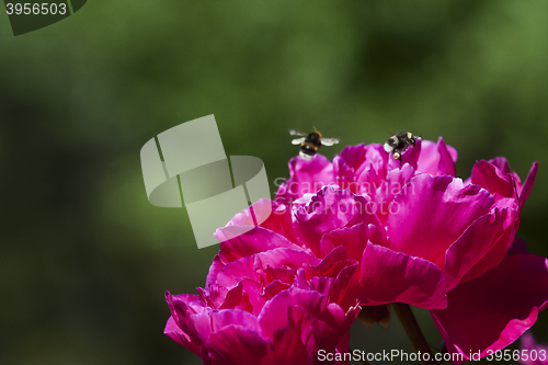 Image of bumble bees