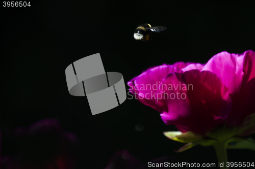 Image of bumble bee in flight