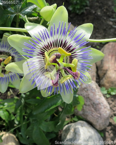 Image of Passion flowers in blossom