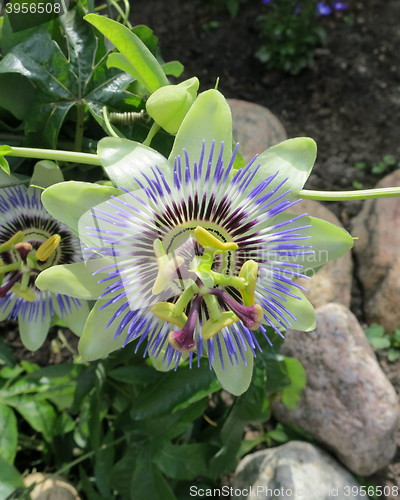 Image of Passion flowers in flowerbed