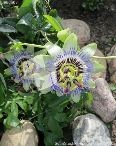 Image of Passion flowers