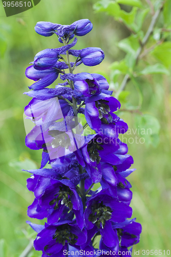 Image of larkspur