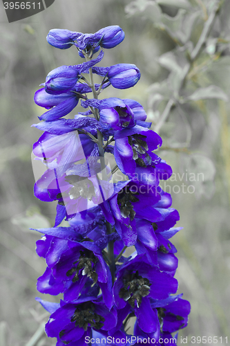 Image of delphinium