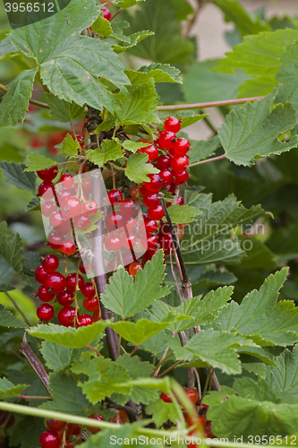 Image of red currants