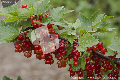 Image of red currants