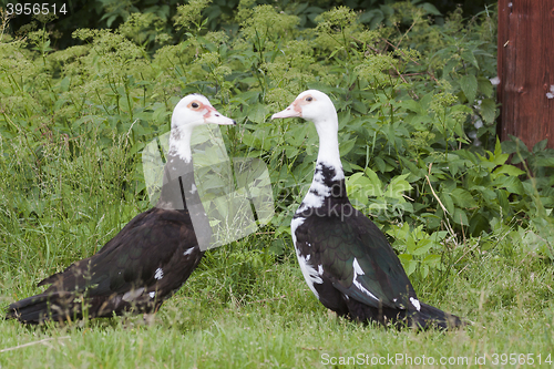 Image of ducks