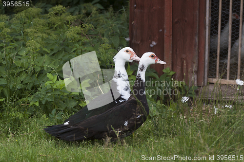 Image of pair of ducks