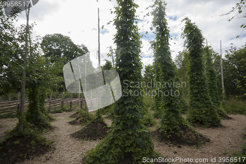 Image of hops