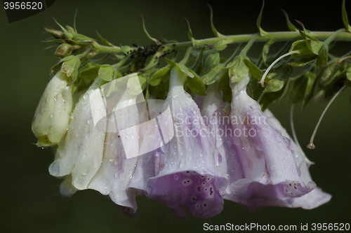 Image of digitalis