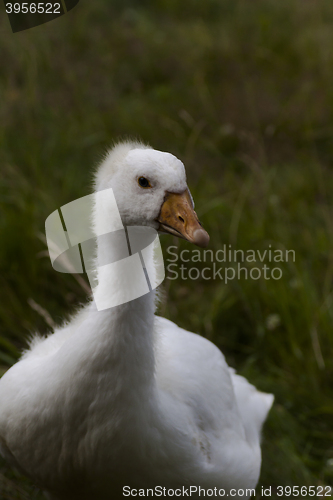 Image of young duck