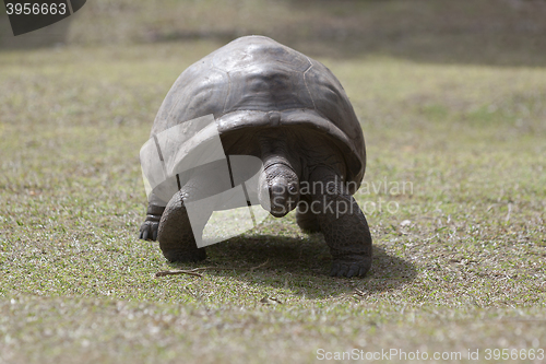 Image of Giant tortoise at Curieuse island, Seychelles