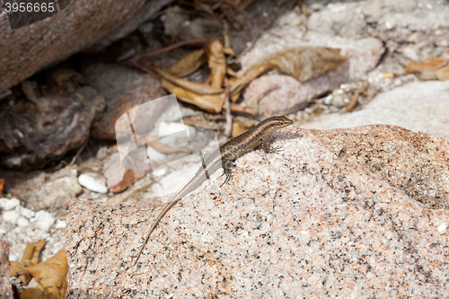 Image of Lizard sunbathing at a rock