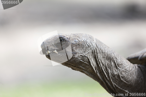 Image of Closeup of a giant tortoise at Curieuse island, Seychelles