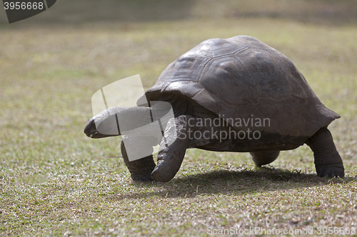 Image of Giant tortoise at Curieuse island, Seychelles