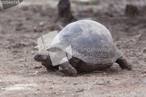 Image of Giant tortoise at Curieuse island, Seychelles