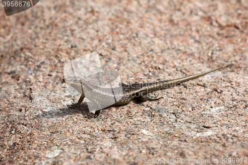 Image of Lizard sunbathing at a rock