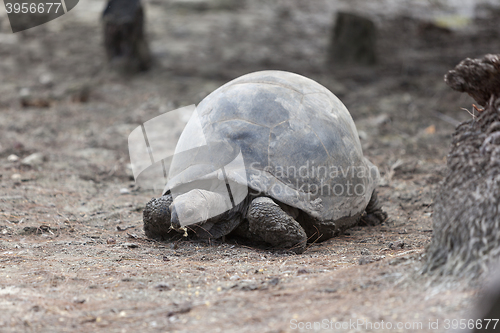 Image of Giant tortoise at Curieuse island eating banana