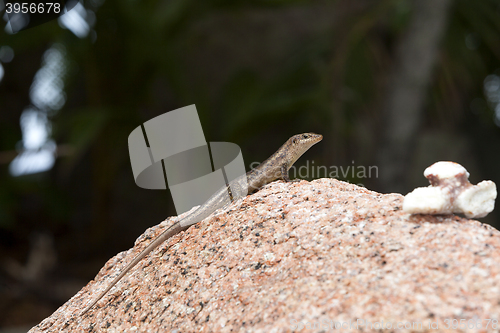 Image of Lizard sunbathing at a rock