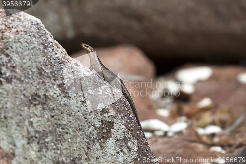 Image of Lizard sunbathing at a rock