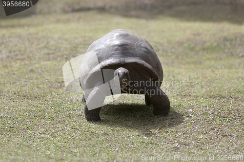 Image of Giant tortoise at Curieuse island, Seychelles