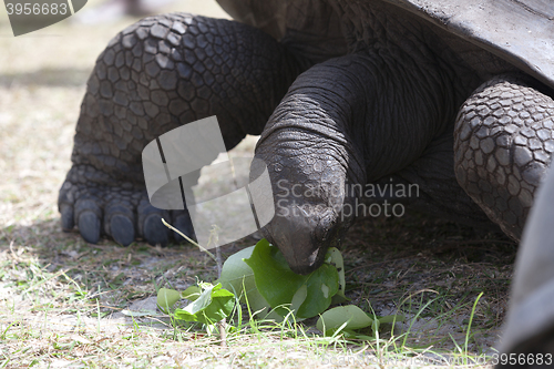 Image of Giant tortoise at Curieuse island eating green leaves