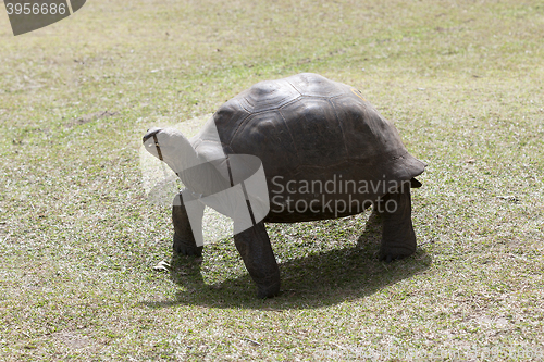 Image of Giant tortoise at Curieuse island, Seychelles