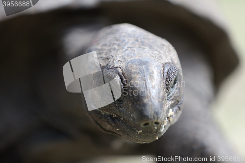 Image of Closeup of a giant tortoise at Curieuse island, Seychelles