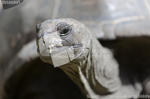 Image of Closeup of a giant tortoise at Curieuse island, Seychelles