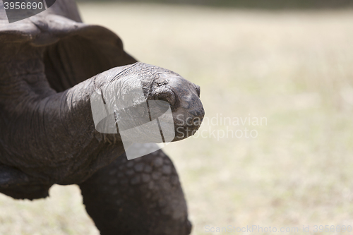 Image of Closeup of a giant tortoise at Curieuse island, Seychelles