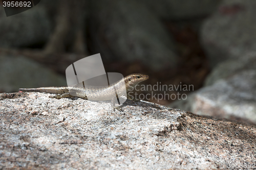 Image of Lizard sunbathing at a rock