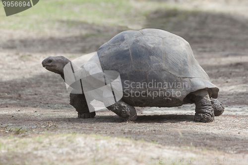Image of Giant tortoise at Curieuse island, Seychelles
