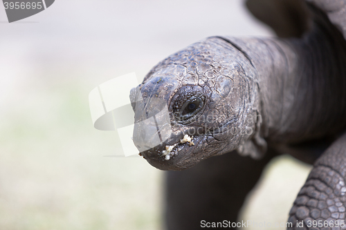 Image of Closeup of a giant tortoise at Curieuse island, Seychelles