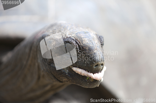 Image of Closeup of a giant tortoise at Curieuse island, Seychelles