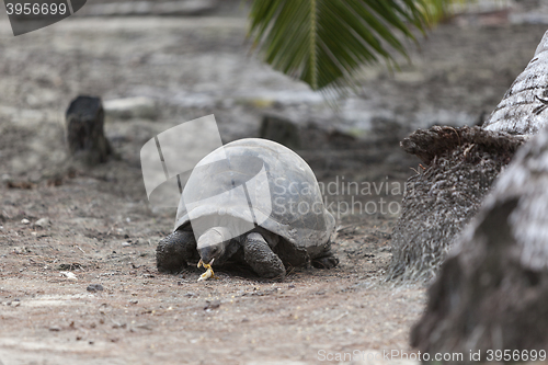 Image of Giant tortoise at Curieuse island eating banana