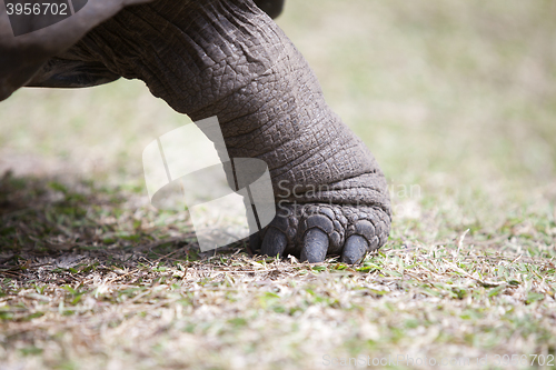 Image of Leg of a giant tortoise at Curieuse island, Seychelles