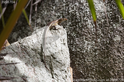 Image of Lizard sunbathing at a rock
