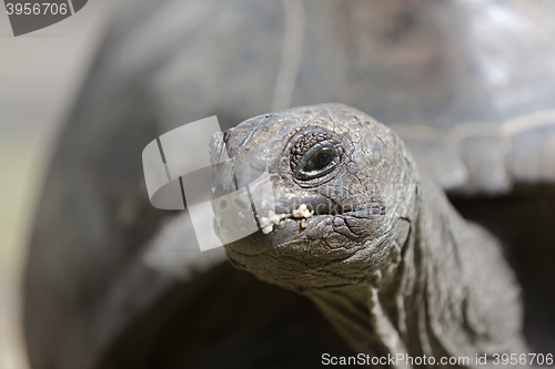 Image of Closeup of a giant tortoise at Curieuse island, Seychelles