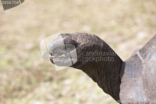 Image of Closeup of a giant tortoise at Curieuse island, Seychelles