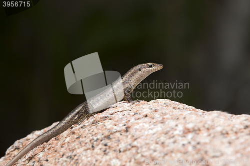 Image of Lizard sunbathing at a rock