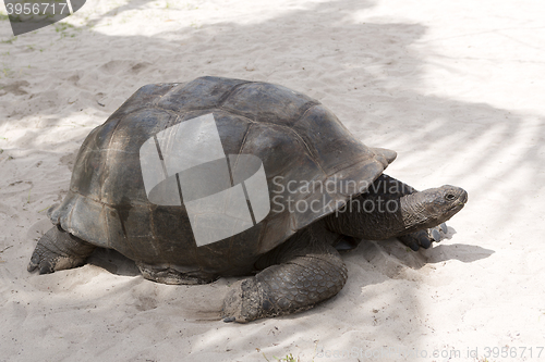 Image of Giant tortoise at Curieuse island, Seychelles