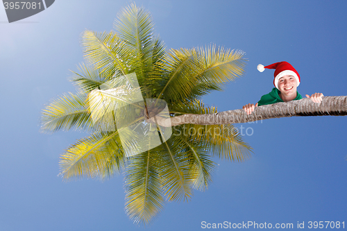 Image of Elf on palm tree