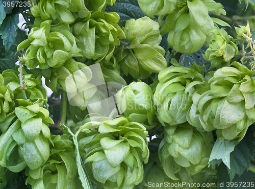 Image of Wild Hop Plant Background