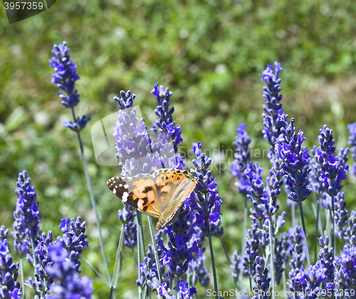 Image of Lavander Flower Polination