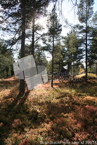 Image of Forest