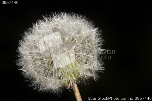 Image of Dandelion Blowball Cutout