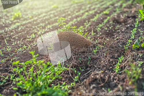 Image of hedgehog at the field