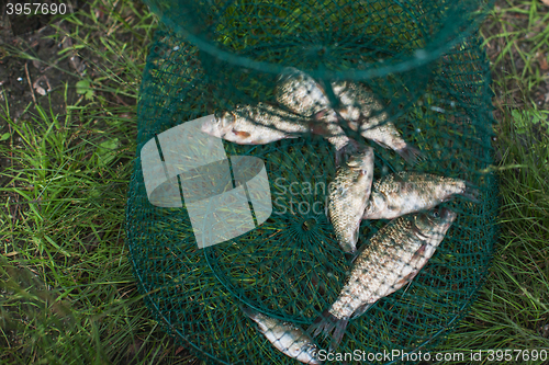Image of Caughted crucian carp