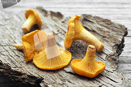 Image of Mushroom Yellow chanterelle