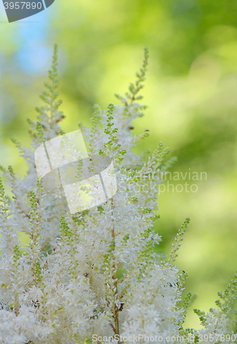 Image of White Astilbe flowers