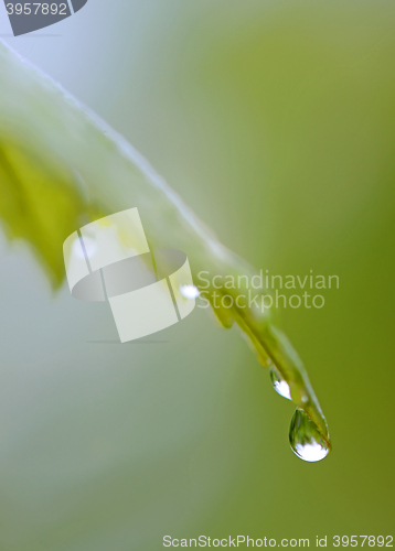 Image of Leaf with water drops
